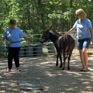 Staff, Resident, and Asinotherapy